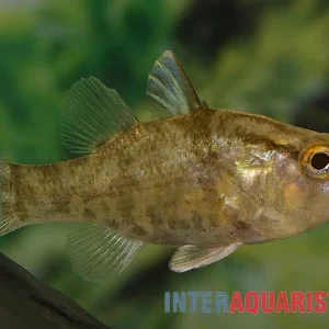 Aprions Glasbarsch, Glossamia aprion, 6-8 cm Sofort Bestellen
